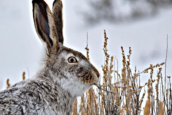 Several interesting features of wintering a hare - Animals, Hare, Wintering, Yandex Zen, Longpost
