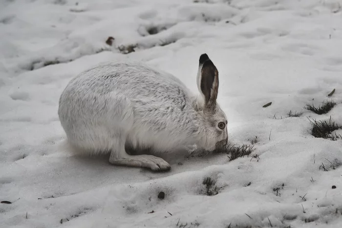 Several interesting features of wintering a hare - Animals, Hare, Wintering, Yandex Zen, Longpost
