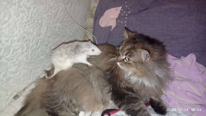 Крысы наступают