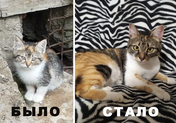 IT WAS - IT HAS BEEN. From a modest secretary to a business owner :))) The story of saving one kitten! - cat, Kittens, Animal Rescue, Volunteering, It Was-It Was, Minsk, Homeless animals, Republic of Belarus, The photo, Video, Longpost