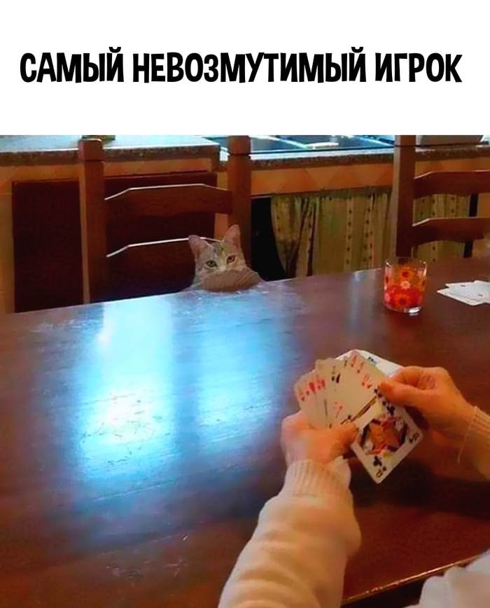 Koterface - cat, The photo, Cards, Poker face