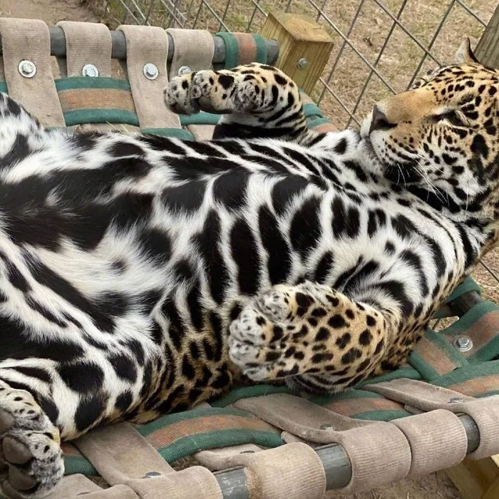 When you're handsome and have a gorgeous belly - Belly, Spotted belly, Leopard, Big cats, Wild animals, The photo, Milota