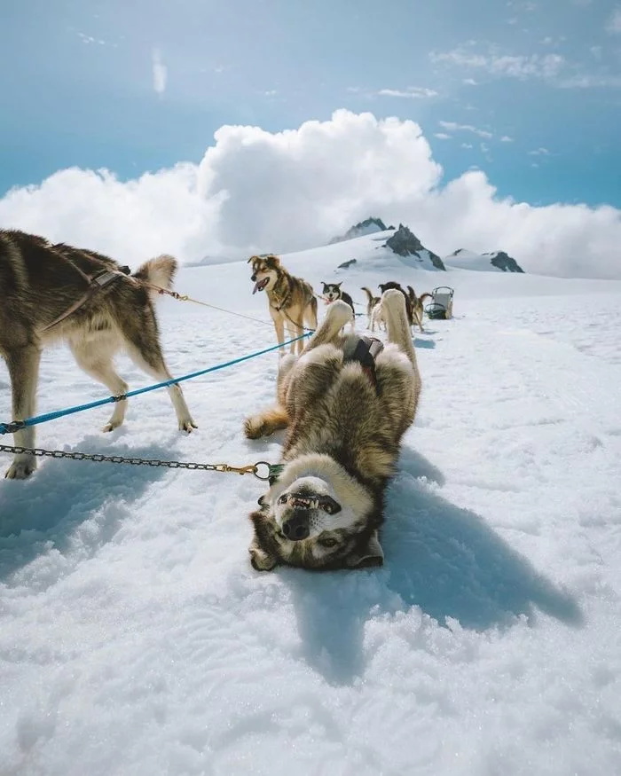 What does a flat tire look like in Alaska? - Humor, Alaska, Dog, Dogs and people