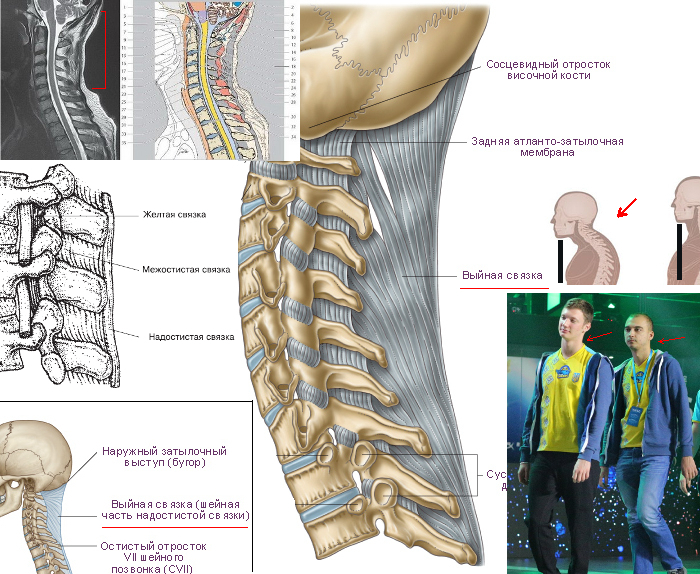 [part 2] Occupational hygiene of a computer operator (MCM) - My, eSports, Health, Posture, Blood circulation, Erythrocytes, Device, Longpost