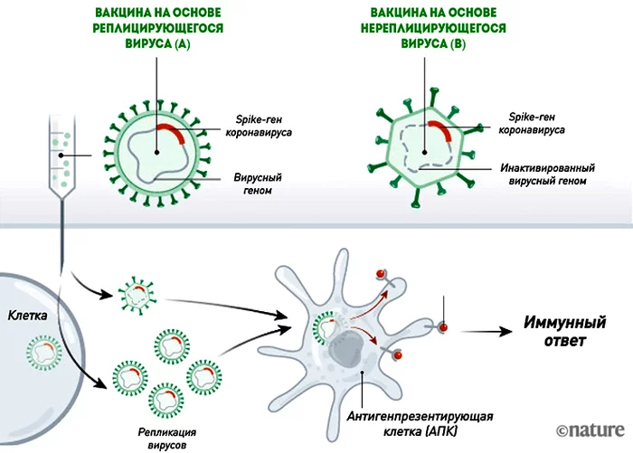 Physiology. Myths and misconceptions #13: notes on vaccinations and personal experience with gam-covid-vac - Vaccination, Coronavirus, Vaccine