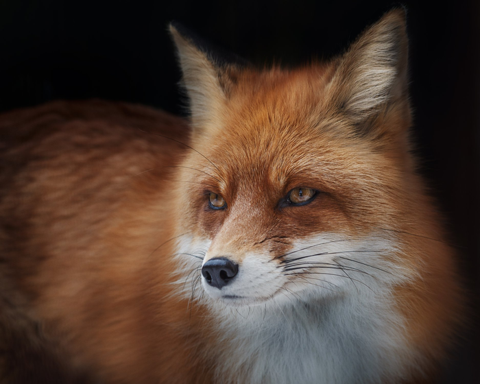 Само великолепие!...