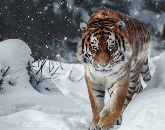 Striped guest from frosty night - Tiger, Amur tiger, Big cats, Wild animals, beauty of nature, The national geographic, The photo, Predator, , Winter, Snow, Bogdanov Oleg