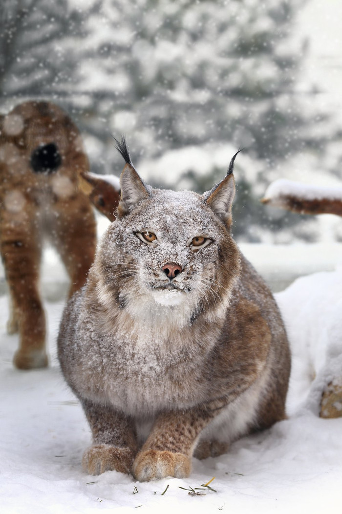 Морда в снегу