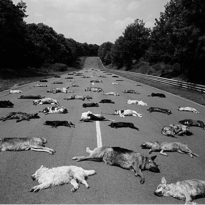 Road to the sea - Animals, Incredible, Horror, Shock, Mat