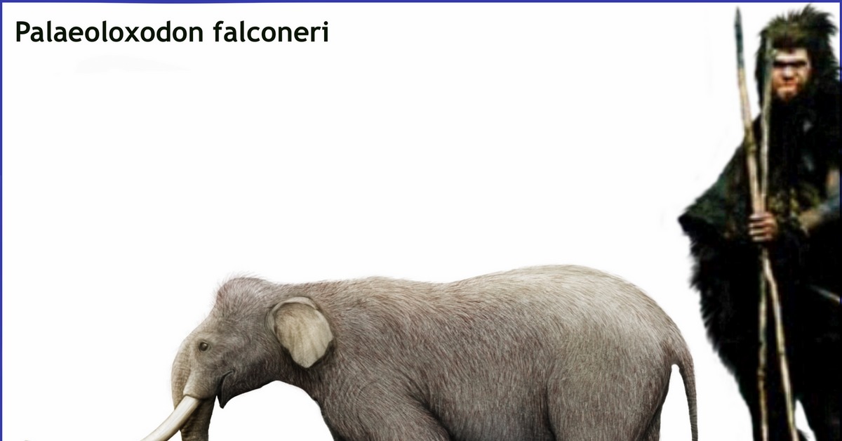 Карликовый слон