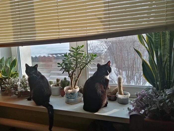 Kote - My, Cactus, Window, cat