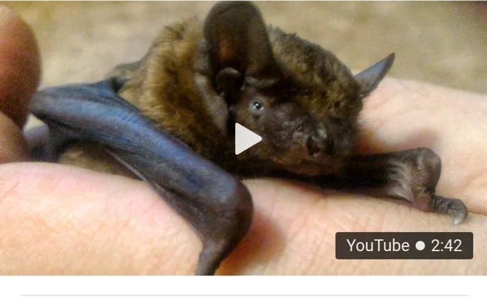 Joy beforehand and joy before time - Bat, Youtube, Comments, Humor, Coronavirus, Black humor, Chinese, Longpost