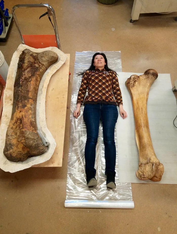 Triceratops femur (left) versus elephant femur (right) - Dinosaurs, Elephants, Paleontology, Comparison