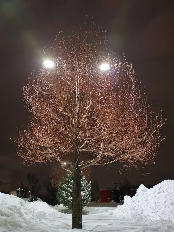 If you stare at a tree for a long time, the tree will stare at you... - My, Moscow, Tree, Glowing eyes, Eyes, Snow, Groot, The photo, Pareidolia