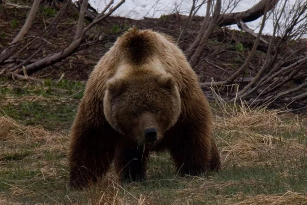 Bear hunting in Karelia in the old days - The Bears, Brown bears, Карелия, Master, Hunting, Ritual, Rogatin, Trap, Oat, Vodka, Wild animals, История России, Time is running, Longpost