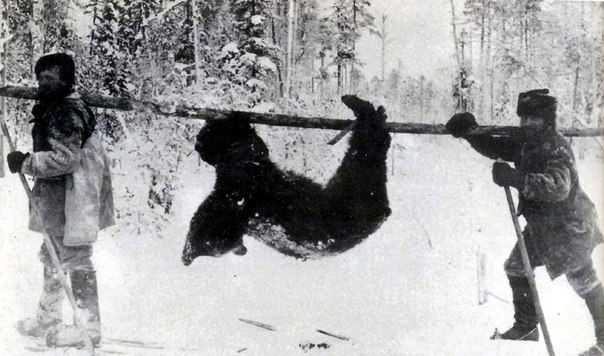 Bear hunting in Karelia in the old days - The Bears, Brown bears, Карелия, Master, Hunting, Ritual, Rogatin, Trap, Oat, Vodka, Wild animals, История России, Time is running, Longpost