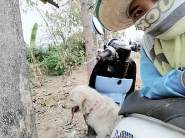 Just a photo - My, Thailand, Animals, Nature, Longpost