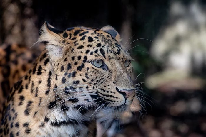 Cottbus Zoo displays leopard twins for the first time - Leopard, Big cats, Zoo, Germany, Rare view, Longpost