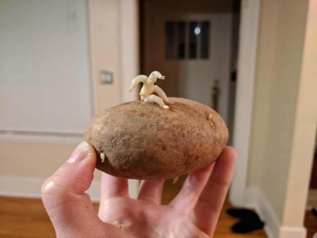 Lekha is trying to get out of the potato - Potato, The escape, Pareidolia, Sprout