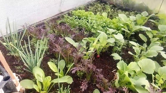 Самые ранние посадки в теплице. Обзор семян. Что посеять?