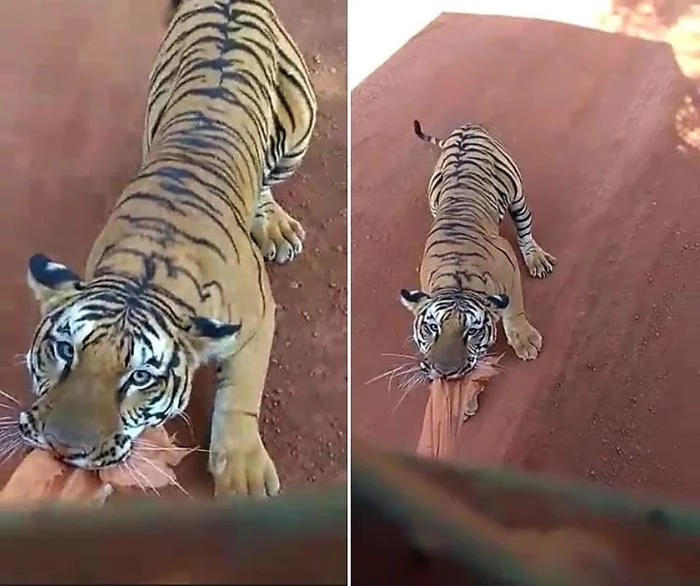 Tigers attack bus carrying tourists in central India - Tiger, Big cats, India, Safari Park, Video, Vertical video, Bengal tiger