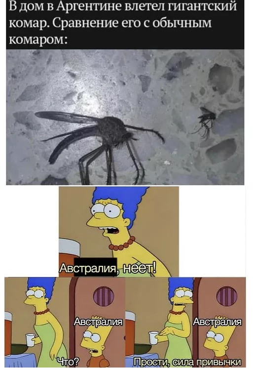 Habit - Insects, Argentina, Mosquitoes, Australia, The Simpsons