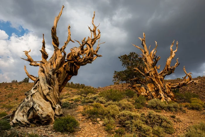 Trees are nature's memory - Tree, Let's save the trees, Flora, Living Planet, Nature, The national geographic, Dendrology, Climatology, Science and life, Informative, Longpost