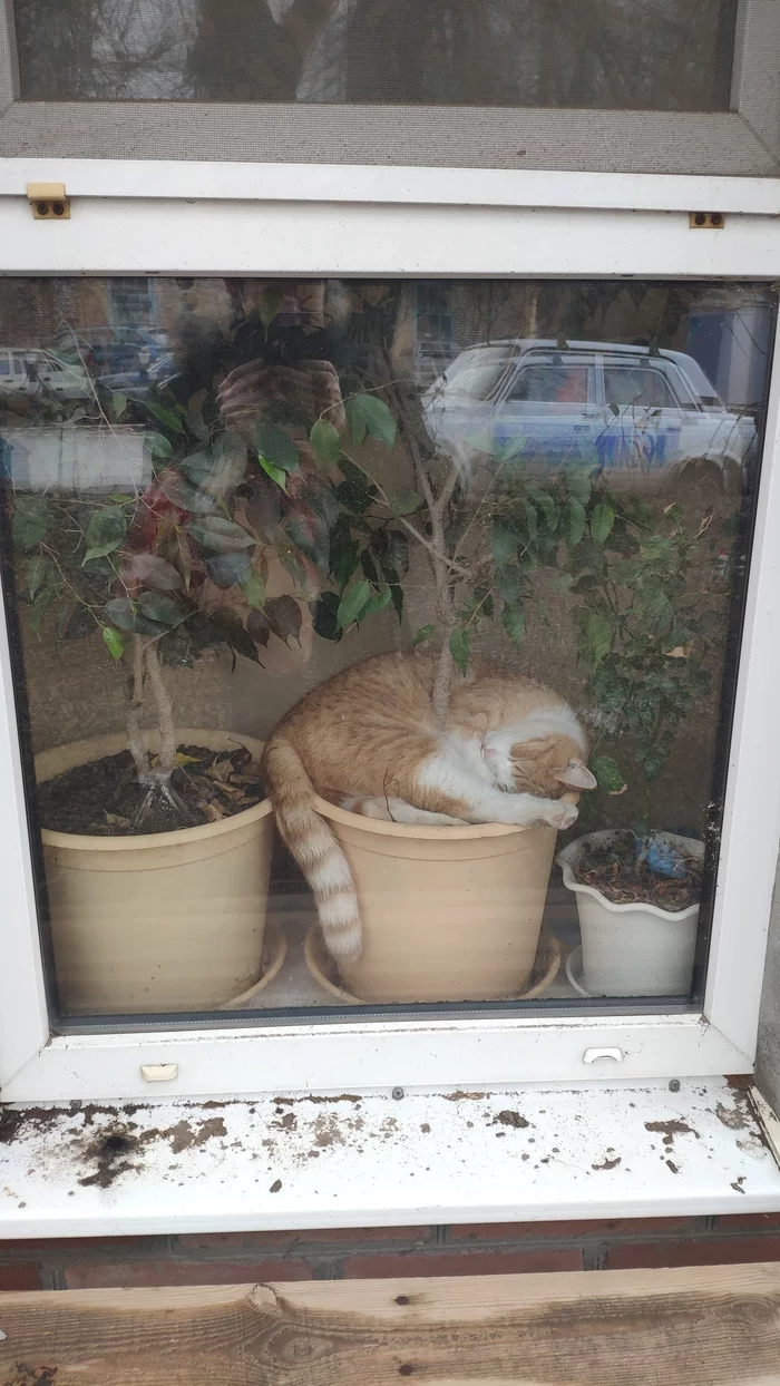 Is your cat mature? - My, cat, Matured, Flower pot, Plants, Window