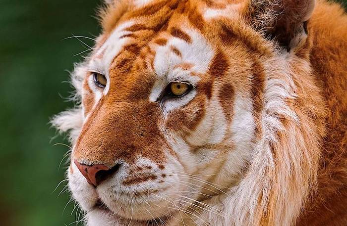 golden tigers - Tiger, Big cats, Rare animals, Longpost, The photo, Bengal tiger, Rare view