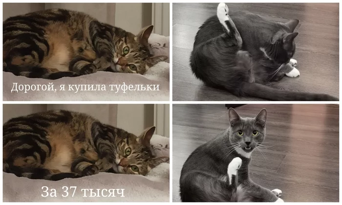 shoes - My, cat, Shoes, Family, Wife