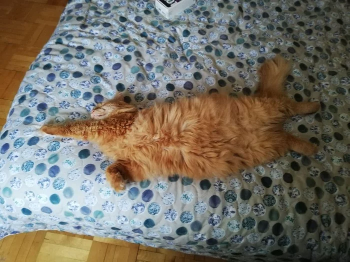 Unearthly beauty and bliss cat Kusya - Longpost, Redheads, My, cat, Fluffy