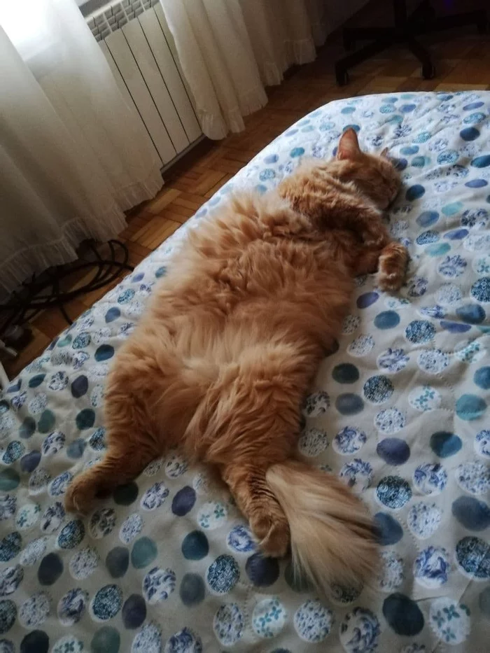 Unearthly beauty and bliss cat Kusya - Longpost, Redheads, My, cat, Fluffy