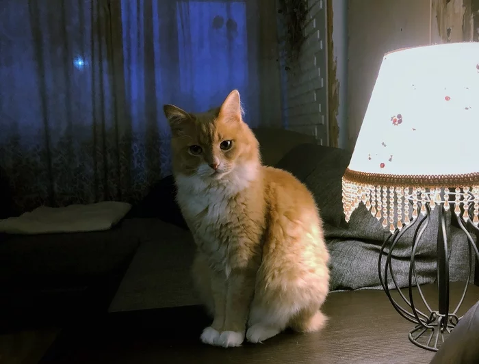 The perfect cat with the perfect lamp - My, cat, Лампа, Redheads, Fluffy