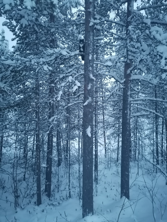 Чтобы поймать птицу, ты должен думать, как птица