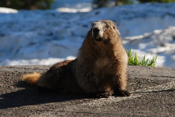 Groundhog Phil predicted late spring - My, Groundhog Day, Weather, Prediction