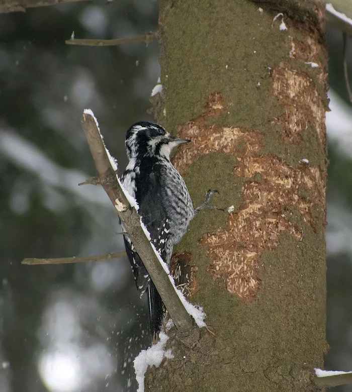 Three-toed woodpecker and almost everything - My, Ornithology, Birds, Winter, Nature, Moscow region, Schelkovo, Forest, Walk, , Hobby, Photo hunting, Video, Longpost