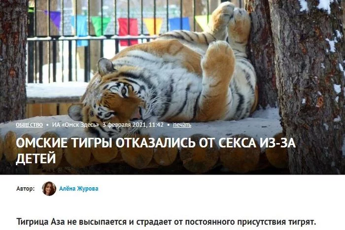 Problems of the Omsk tigers - news, Omsk, Tiger, Zoo, Reproduction, Screenshot, Big cats, Bolsherechensky Zoo, , Tiger cubs, Amur tiger