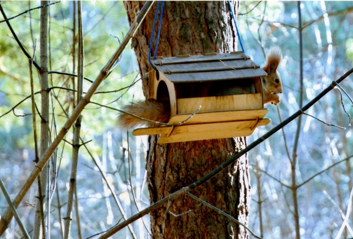 как мы спасли белку. Смотреть фото как мы спасли белку. Смотреть картинку как мы спасли белку. Картинка про как мы спасли белку. Фото как мы спасли белку как мы спасли белку. Смотреть фото как мы спасли белку. Смотреть картинку как мы спасли белку. Картинка про как мы спасли белку. Фото как мы спасли белку