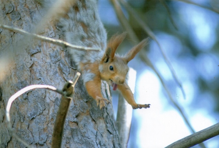 как мы спасли белку. Смотреть фото как мы спасли белку. Смотреть картинку как мы спасли белку. Картинка про как мы спасли белку. Фото как мы спасли белку как мы спасли белку. Смотреть фото как мы спасли белку. Смотреть картинку как мы спасли белку. Картинка про как мы спасли белку. Фото как мы спасли белку