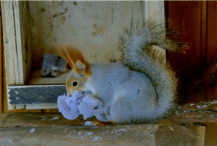как мы спасли белку. Смотреть фото как мы спасли белку. Смотреть картинку как мы спасли белку. Картинка про как мы спасли белку. Фото как мы спасли белку как мы спасли белку. Смотреть фото как мы спасли белку. Смотреть картинку как мы спасли белку. Картинка про как мы спасли белку. Фото как мы спасли белку