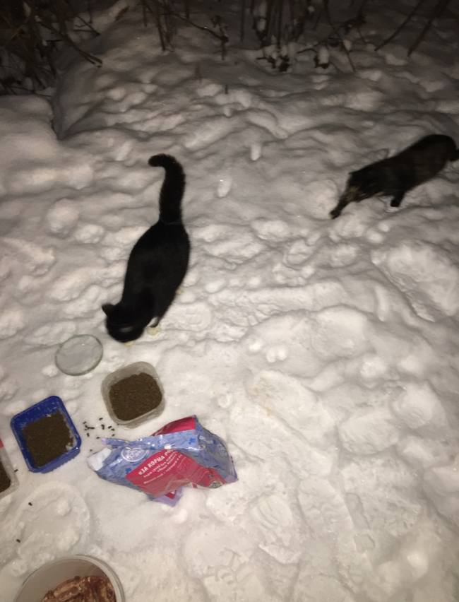 Report on feeding cats abandoned in gardening. February 2. The temperature is minus 4. And it's snowing again. 26 days until spring - My, cat, Cold, Hunger, Winter, Gardening, Homeless animals, Longpost