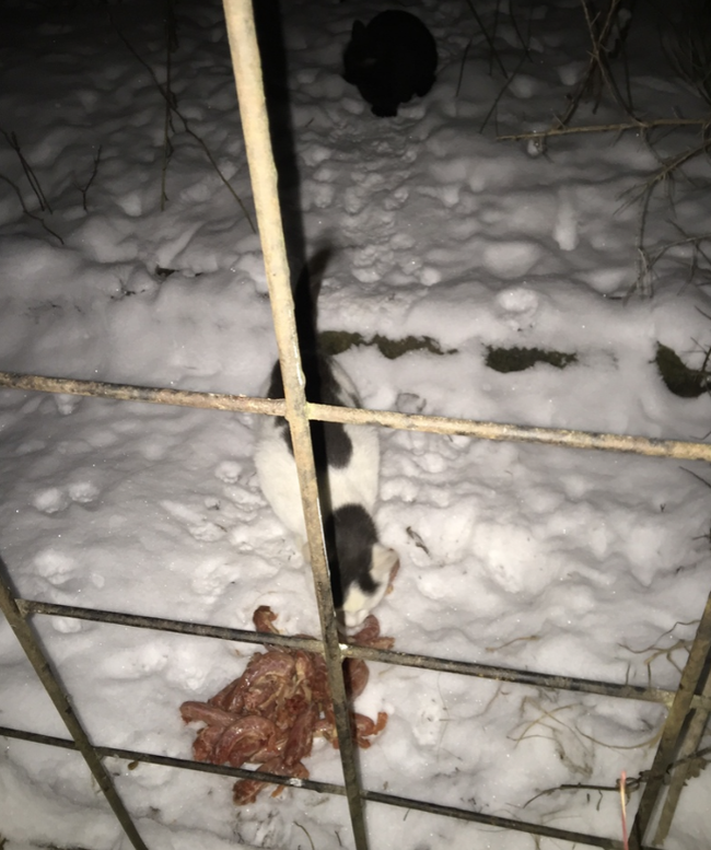 Report on feeding cats abandoned in gardening. February 2. The temperature is minus 4. And it's snowing again. 26 days until spring - My, cat, Cold, Hunger, Winter, Gardening, Homeless animals, Longpost