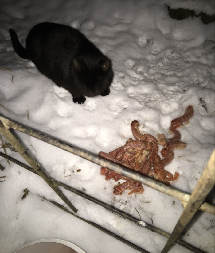 Report on feeding cats abandoned in gardening. February 2. The temperature is minus 4. And it's snowing again. 26 days until spring - My, cat, Cold, Hunger, Winter, Gardening, Homeless animals, Longpost