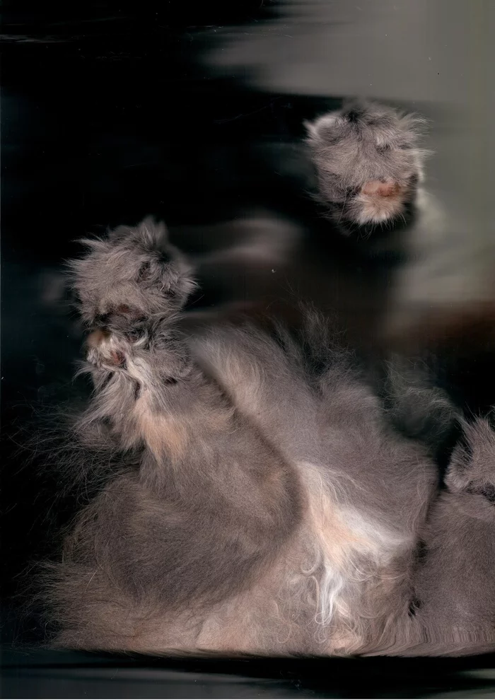 Cat. - My, cat, Wool, Scanner, Fat cats, Milota, Bottom view, Longpost, Actual