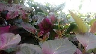 Обработка семян перца и баклажанов перед посевом