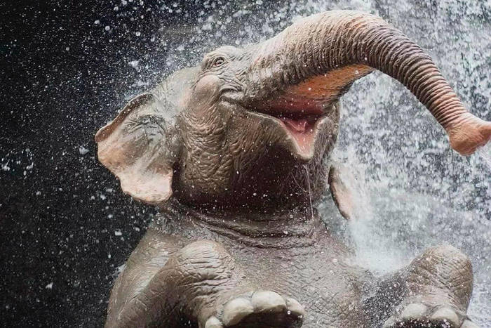 Ответ на пост «Что кушают ёжики»