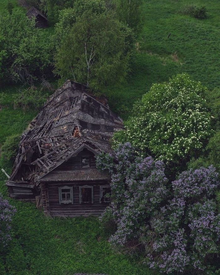 Only the lilac still blooms - Village, Lilac, The photo, Past, The nature of Russia, Garden, Time, Abandoned