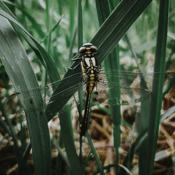 Dragonfly - My, Dragonfly, Macro, The photo, Mobile photography, Nature, Hot, Beginning photographer, Green, , Insects, Interesting, Macro photography