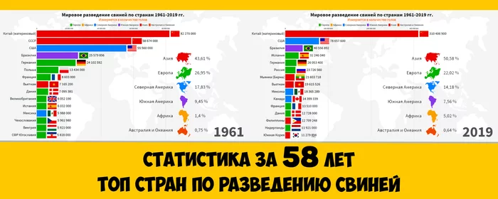 Leading countries in terms of the number of Pigs. World statistics (1961-2019) - My, Statistics, Infographics, Сельское хозяйство, Pig, Animals, Pig, Video