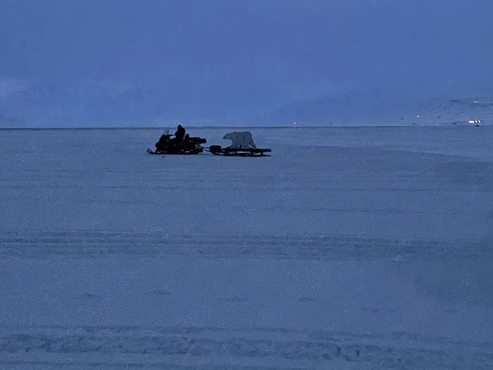 Арктический Архипелаг Шпицберген. Безопасное обращение с медведями Шпицберген, Арктика, Медведи, Белый медведь, Оружие, Видео, Длиннопост Арктический Архипелаг Шпицберген. Безопасное обращение с медведями Шпицберген, Арктика, Медведи, Белый медведь, Оружие, Видео, Длиннопост